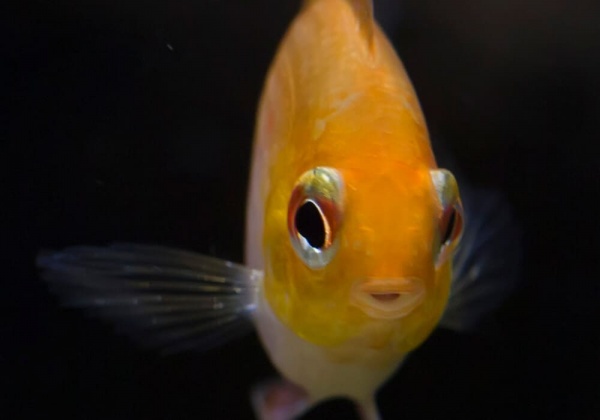 Цихлида Апистограмма Рамирези золотая (apistogramma ramirezi var-gold)