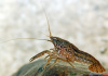Рак мраморный (Procarambus virginalis)