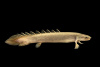 Полиптерус Сенегальский (Polypterus senegalus) 5-6 см 