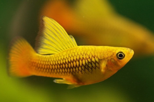 Пецилия золотая высокоплавничная (Xiphophorus variatus gold hifin Platy)