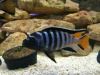 Цихлида Элонгатус псевдотрофеус Мпанга (pseudotropheus elongatus mpanga)