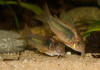 Коридорас золотистый, или бронзовый сом (Corydoras aeneus)