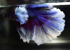 Петушок Халфмун Дамбо синий самец (betta-dumbo-blue-male)