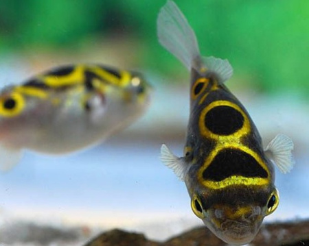 Тетрадон восьмёрка -(Tetraodon biocellatus)