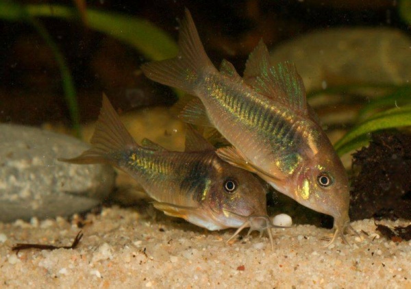 Коридорас золотистый, или бронзовый сом (Corydoras aeneus)