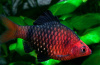 Барбус черный (Barbus nigrofasciatus) 4-5 см 