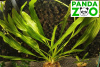 Echinodorus uruguayensis (horemanii) from Itacurubi E342