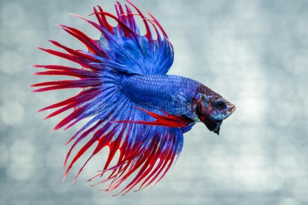Петушок Коронохвостый сине-красный самец (Betta Fish Male Blue-red krown-tail)