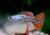 Гуппи красная кобра (Guppy Cobra red)