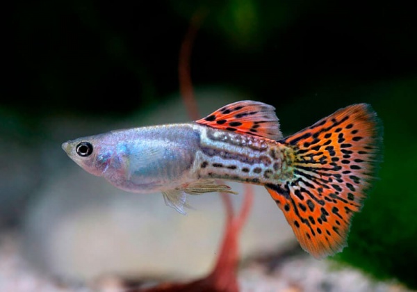 Гуппи красная кобра (Guppy Cobra red)