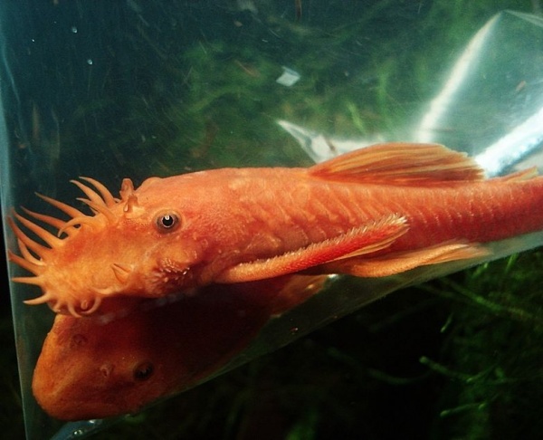 Анциструс красный (Ancistrus dolichopterus red) рэд сом - присоска.5-6 см