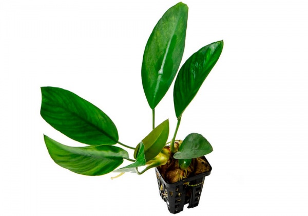 Анубиас Гиллетти (Anubias gilletti)