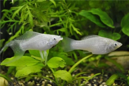 Моллинезия снежинка лирохвостая (Poecilia latipinna Silver lyretail Molly)