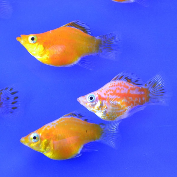 Моллинезия оранжевый баллон (Poecilia sphenops orange Molly balloon)