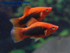 Пецилия красный смокинг (Xiphophorus maculatus toxedo red Platy)