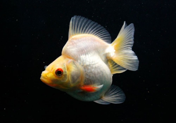 Риукин белый короткохвостый (Goldfish Ryukin white short tail)
