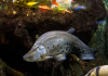 Нож Индийский Хитала глазчатый (Notopterus chitala) 7 см