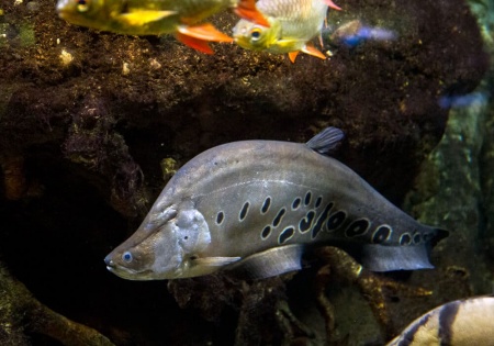 Нож Индийский Хитала глазчатый (Notopterus chitala) 7 см
