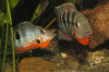 Цихлазома Меека (Thorichthys meeki)