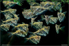 Карнегиелла мраморная (Carnegiella strigata)