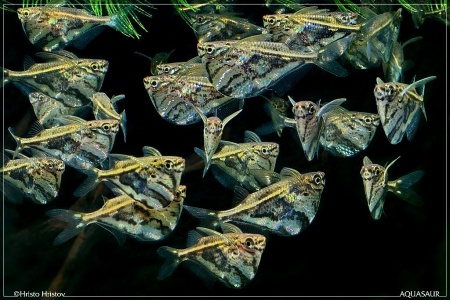 Карнегиелла мраморная (Carnegiella strigata)
