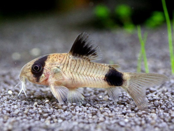 Коридорас Панда (Corydoras panda)  сом  2,2-2,5 см 