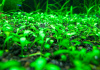 Глоссостигма элатиновидная (Glossostigma elatinoides)
