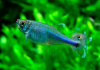 Боелка фредкоха или тетра голубая (Boehlkea fredcochui. Blue Tetra)