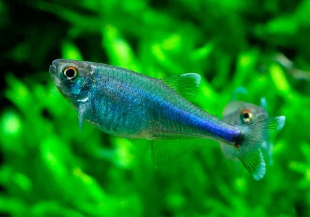 Боелка фредкоха или тетра голубая (Boehlkea fredcochui. Blue Tetra)