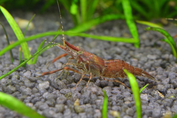 Креветка Макробрахиум (Macrobrachium) Кольцерукая креветка