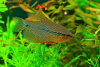 Гурами жемчужный (Trichogaster leerii)  2,5 см