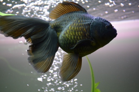 Оранда черная (Goldfish Oranda black) 10-12 см