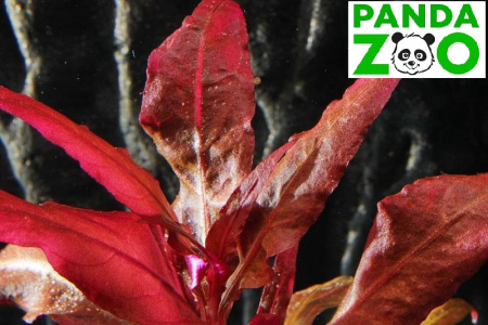 Alternanthera reineckii 'Bronze'- Альтернантера рейника 'бронзовая' L301