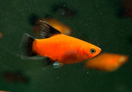 Пецилия золотая чернохвостая  (Xiphophorus maculatus gold blacktail Platy)