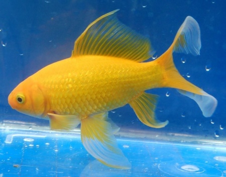 Золотая рыбка Комета лимонно-желтая (Goldfish Comet yellow)