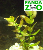Bacopa caroliniana- Бакопа каролиниана L022