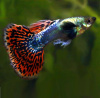 Гуппи Гвоздика (Poecilia Reticulata)