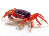Краб радужный  (Cardisoma armatum) Самец