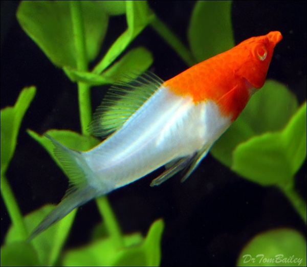 Меченосец Кохаку (Xiphophorus helleri Koi Kohaku) Санта Клаус