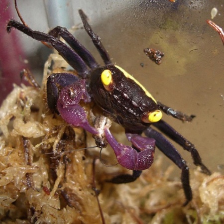 Краб Вампир Желтая спина САМЕЦ  (Geosesarma bicolor sp. Yellow male)