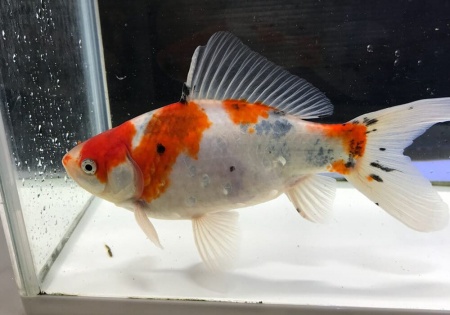 Золотая рыбка Шубункин красное тело (Goldfish Shubunkin red brocade)