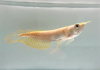 Арована Южноамериканская альбинос (Osteoglossum bicirrhosum albino) 10-12см