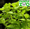 Bacopa serpyllifolia (sp. Japan) - Бакопа серпилифолия (японская) L173
