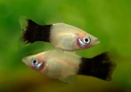 Пецилия панда (Xiphophorus maculatus panda Platy)