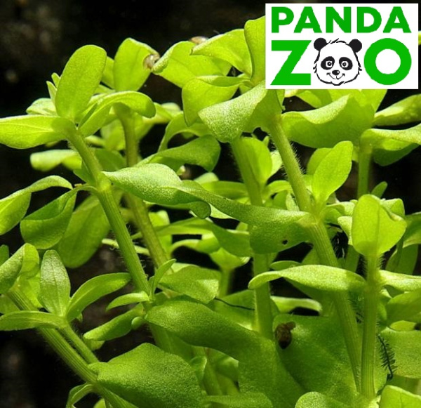 Bacopa serpyllifolia (sp. Japan) - Бакопа серпилифолия (японская) L173