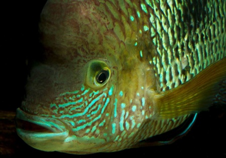 Акара бирюзовая (aequidens rivulatus)