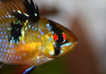Цихлида Апистограмма Рамирези (apistogramma ramirezi) 3 см