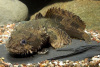 Рыба-жаба (Batrachomoeus trispinosus)