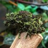 Телодерма лишаистая (Theloderma corticale) лягушка 