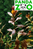 Ludwigia sp. Super Red- Людвигия супер ред  L073